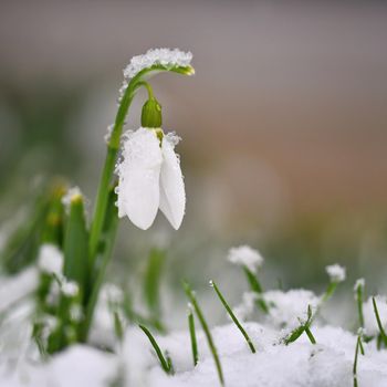 Snowdrops. First beautiful small white spring flowers in winter time. Colorful nature background at the sunset.  (Galanthus).