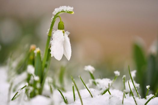 Snowdrops spring flowers. Beautifully blooming in the grass at sunset. Delicate Snowdrop flower is one of the spring symbols. (Amaryllidaceae - Galanthus nivalis)