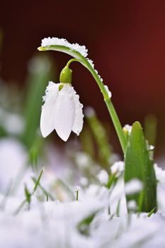 Snowdrops spring flowers. Beautifully blooming in the grass at sunset. Delicate Snowdrop flower is one of the spring symbols. (Amaryllidaceae - Galanthus nivalis)