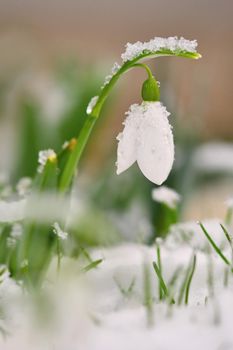 Snowdrops spring flowers. Beautifully blooming in the grass at sunset. Delicate Snowdrop flower is one of the spring symbols. (Amaryllidaceae - Galanthus nivalis)