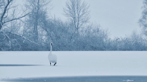 Swans in winter. Beautiful bird picture in winter nature with snow.