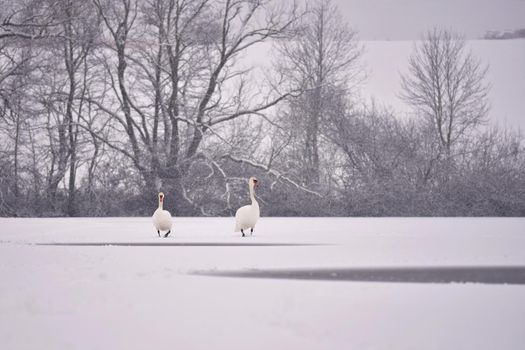 Swans in winter. Beautiful bird picture in winter nature with snow.