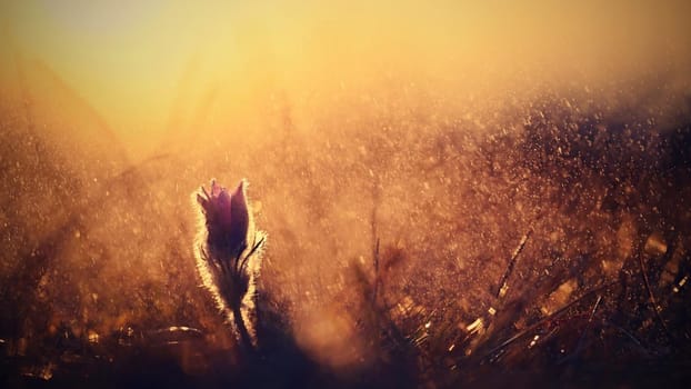 Spring rain in nature. Beautiful shot of flowers on meadow at sunset in rainy day. Pasque flower (Pulsatilla grandis)