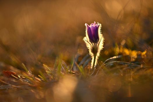 Spring background with flowers in meadow. Pasque Flower (Pulsatilla grandis)