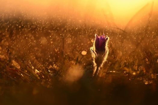 Spring rain in nature. Beautiful shot of flowers on meadow at sunset in rainy day. Pasque flower (Pulsatilla grandis)