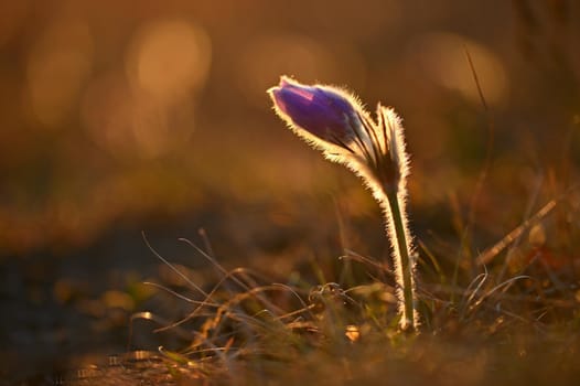 Spring flowers. Beautifully blossoming pasque flower and sun with a natural colored background. (Pulsatilla grandis)