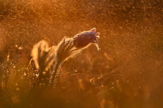 Spring rain in nature. Beautiful shot of flowers on meadow at sunset in rainy day. Pasque flower (Pulsatilla grandis)