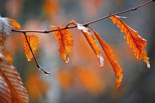 Seasonal nature concept. Autumn colorful leaves on trees. Beautiful natural colorful background.