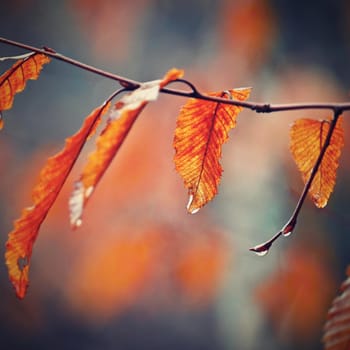 Seasonal nature concept. Autumn colorful leaves on trees. Beautiful natural colorful background.