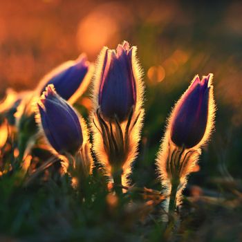 Spring flowers. Beautiful purple little furry pasque-flower. (Pulsatilla grandis) Blooming on meadow at the sunset.