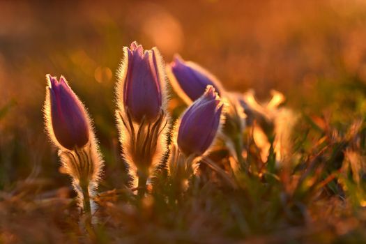 Spring flowers. Beautiful purple little furry pasque-flower. (Pulsatilla grandis) Blooming on meadow at the sunset.