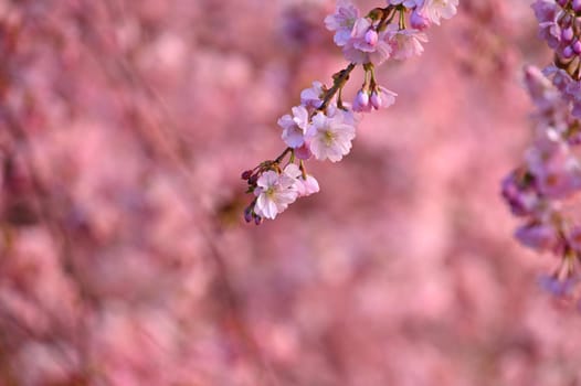 Spring background. Beautiful colorful blooming spring tree. Japanese cherry - Sakura. Nature background.