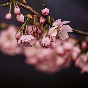 Beautiful blossom tree. Nature scene with sun in Sunny day. Spring flowers. Abstract blurred background in Springtime. 