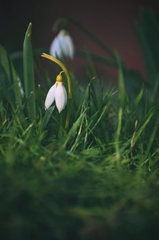 Snowdrops spring flowers. Beautifully blooming in the grass at sunset. Delicate Snowdrop flower is one of the spring symbols. (Amaryllidaceae - Galanthus nivalis)