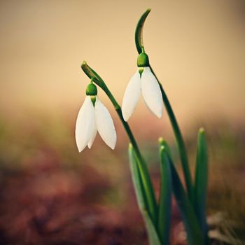 Spring - Flowers. Beautiful first spring plants - snowdrops.
