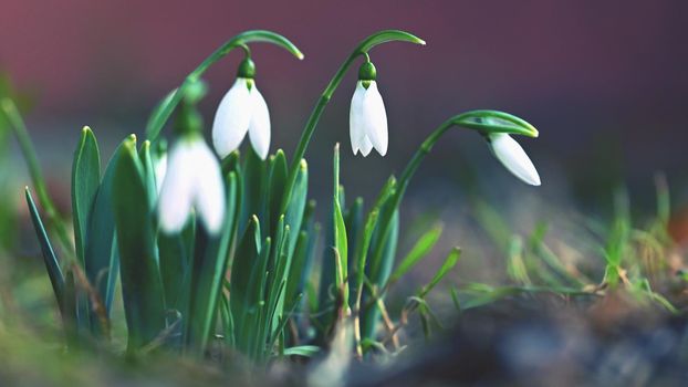 Spring - Flowers. Beautiful first spring plants - snowdrops.