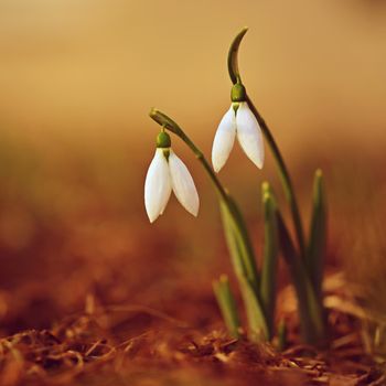 Snowdrops in grass in the garden. Beautiful first spring flowers. Colorful natural background.(Galanthus)