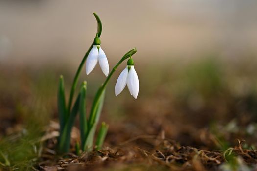 Snowdrops in grass in the garden. Beautiful first spring flowers. Colorful natural background.(Galanthus)