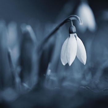 Snowdrops in grass in the garden. Beautiful first spring flowers. Colorful natural background.(Galanthus)