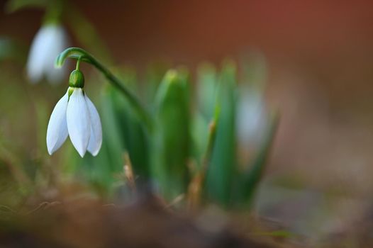 Snowdrops in grass in the garden. Beautiful first spring flowers. Colorful natural background.(Galanthus)