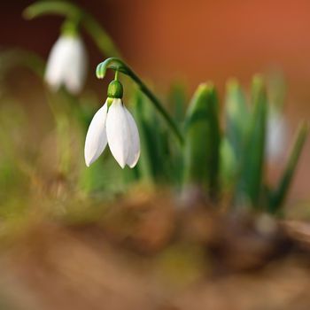 Spring - Flowers. Beautiful first spring plants - snowdrops.