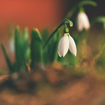 Spring flowers. Beautiful first spring plants - snowdrops. (Galanthus) A beautiful shot of nature with an old lens