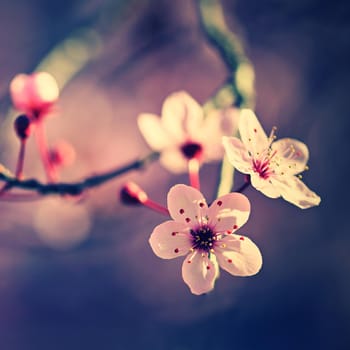 Spring - Springtime. Japanese cherry Sakura. Beautifully blooming colorful tree in nature. Background with sunrays.