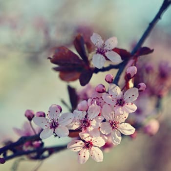 Spring tree - colorful nature. Beautiful flowering Japanese cherry - Sakura. Background with flowers on a spring day. 