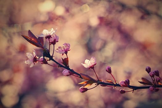 Spring - Springtime. Japanese cherry Sakura. Beautifully blooming colorful tree in nature. Background with sunrays.