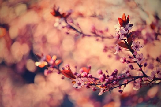 Beautiful flowering Japanese cherry - Sakura.
Background with flowers on a spring day.