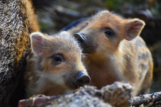 Beautiful little pigs wild in nature. Wild boar. Animal in the forest