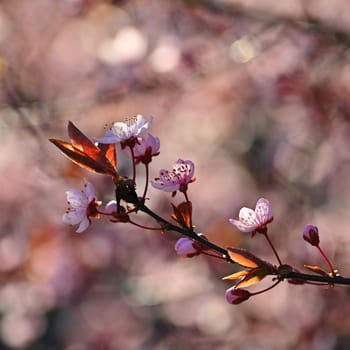 Spring - Springtime. Japanese cherry Sakura. Beautifully blooming colorful tree in nature. Background with sunrays.