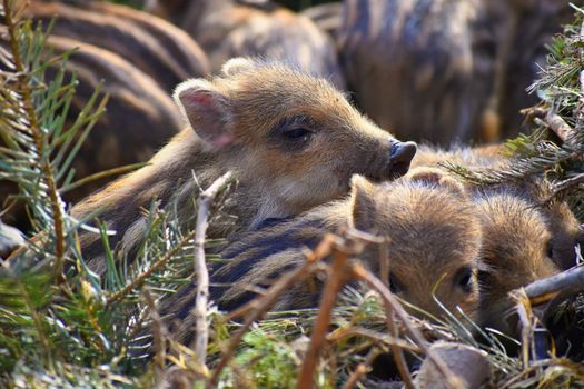 Beautiful little pigs wild in nature. Wild boar. Animal in the forest