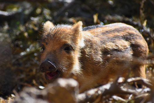 Beautiful little pigs wild in nature. Wild boar. Animal in the forest