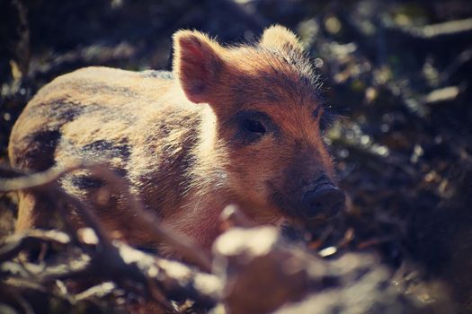 Beautiful little pigs wild in nature. Wild boar. Animal in the forest