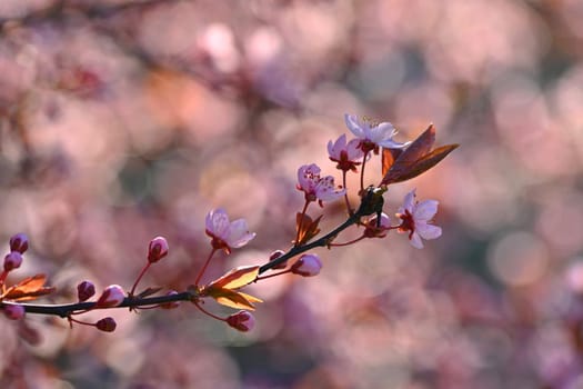 Spring - Springtime. Japanese cherry Sakura. Beautifully blooming colorful tree in nature. Background with sunrays.