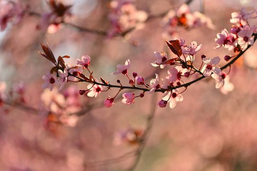 Spring - Springtime. Japanese cherry Sakura. Beautifully blooming colorful tree in nature. Background with sunrays.