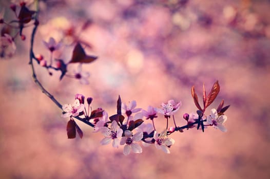Spring - Springtime. Japanese cherry Sakura. Beautifully blooming colorful tree in nature. Background with sunrays.