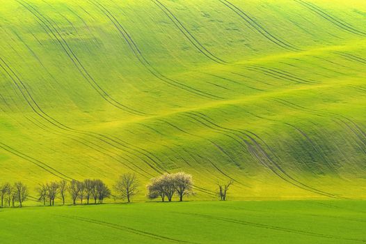Beautiful spring landscape with field of grass hills at sunset. Waves in nature Moravian Tuscany - Czech Republic - Europe.