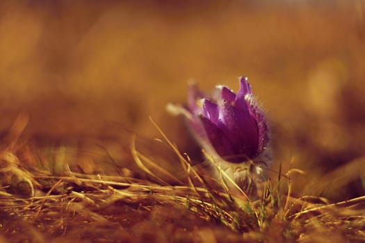 Spring flower. Nature with meadow and sunset. Seasonal concept for springtime. Beautifully blossoming pasque flower and sun with a natural colored background. (Pulsatilla grandis)