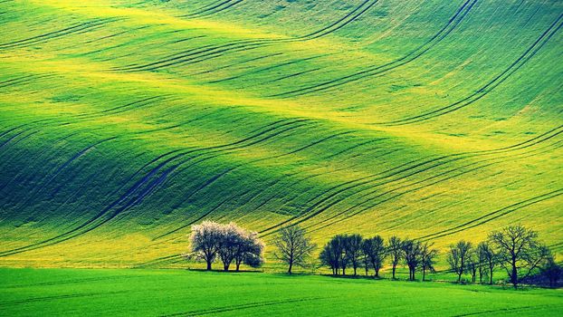 Beautiful spring landscape with field of grass hills at sunset. Waves in nature Moravian Tuscany - Czech Republic - Europe.