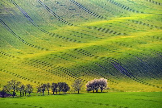 Beautiful spring landscape with field of grass hills at sunset. Waves in nature Moravian Tuscany - Czech Republic - Europe.