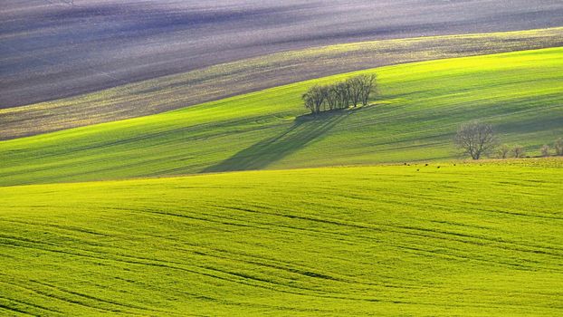 Beautiful spring landscape with field of grass hills at sunset. Waves in nature Moravian Tuscany - Czech Republic - Europe.