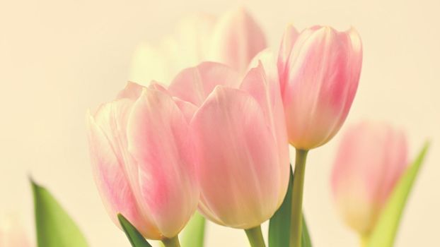 Beautiful delicate spring flowers - pink tulips. Pastel colors and isolated on a pure background. Close-up of flowers with drops of water. Nature concept for spring time.