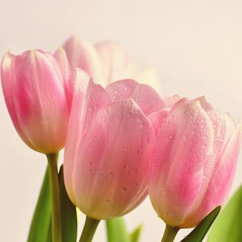 Beautiful delicate spring flowers - pink tulips. Pastel colors and isolated on a pure background. Close-up of flowers with drops of water. Nature concept for spring time.