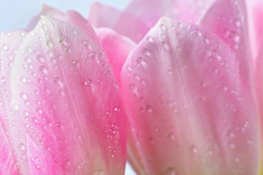 Beautiful delicate spring flowers - pink tulips. Pastel colors and isolated on a pure background. Close-up of flowers with drops of water. Nature concept for spring time.