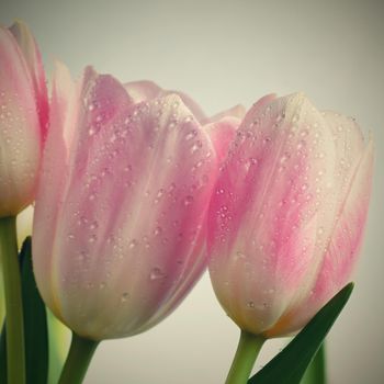 Beautiful delicate spring flowers - pink tulips. Pastel colors and isolated on a pure background. Close-up of flowers with drops of water. Nature concept for spring time.