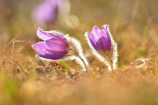 Spring flowers. Nature and meadow at sunset. Seasonal concept for springtime. Beautifully blossoming pasque flower and sun with a natural colored background. (Pulsatilla grandis).