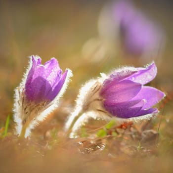 Spring. Beautiful blossoming flower on a meadow.
Pasque flower and sun with a natural colored background. (Pulsatilla grandis)