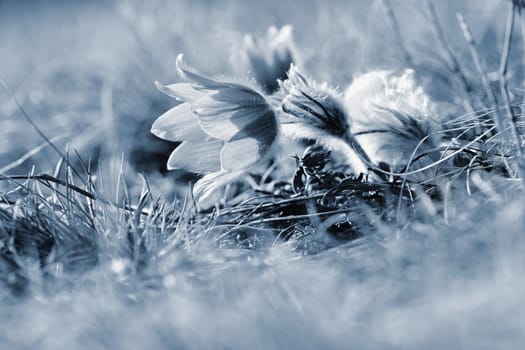 Spring flowers. Nature and meadow at sunset. Seasonal concept for springtime. Beautifully blossoming pasque flower and sun with a natural colored background. (Pulsatilla grandis).